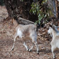 Feral Goats