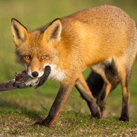 Fox Control