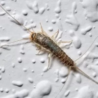 Pest Control Silverfish