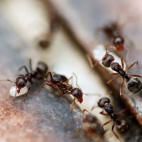 Ants Management