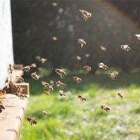 Bee & Wasp Management