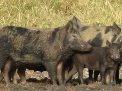 Feral Pigs