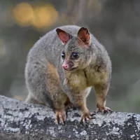 Possum Control