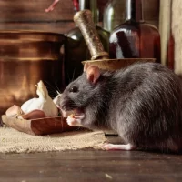 Rats & Mice Control